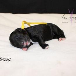 Blackberry - Black female Cockapoo puppy in Mancelona, Michigan from Lavender poodles & doodles