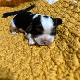 Tri Boy 1 - Tri-color male Cavalier King Charles Spaniel puppy in Raymondville, Missouri from Puppy PlayPen