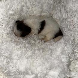 Hailey - Liver and white female Shih Tzu puppy in Azusa, California from RJ Shih Tzu lover