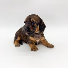 Sage - Red male Dachshund puppy in Waddell, Arizona from Neu Doxies