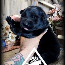Annie - Black seal female German Shepherd puppy in Sequim, Washington from German Shepherd Haus
