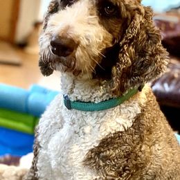 Ciera - Goldendoodle