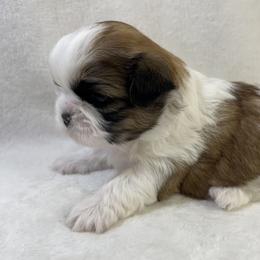 Shih Tzu Puppies from Little Miracles Shih Tzu