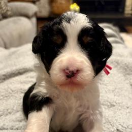 Pink girl - Black and white female Bernedoodle puppy in Lake, Michigan from 3 King Doodles & Poodles