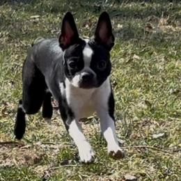 Boston Terriers from Paloma's Legacy Boston Terriers