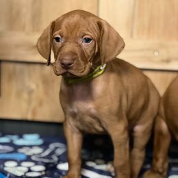Puppy 5 - Golden rust male Vizsla puppy in Coal Center, Pennsylvania from Waymaker Vizslas