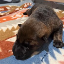 German Shepherd Puppies from Smithcoshepherds