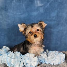 Pup 2 - Black and tan male Yorkshire Terrier puppy in Polk City, Florida from Yorkies by Casey