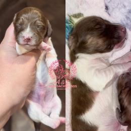 Steve - Brindle male Dachshund puppy in Hornbeck, Louisiana from A&Z Mini Dachshunds
