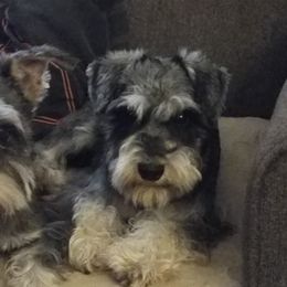 Miniature Schnauzers from Jennifer's Miniature Schnauzers