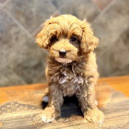 Lion - Apricot male Goldendoodle puppy in Bells, Texas from Partridge Doodles and Poodles