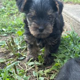Billy - Black and tan male Yorkshire Terrier puppy in Lamar, Missouri from RJ’S Classy Yorkies