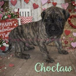 Choctaw - Tiger male Perro de Presa Canario puppy in Horizon, Texas from Mesquite Creek Kennels