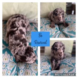 Assorted Doodle Crosses and Goldendoodle Puppies from Sweet Southern Doodles
