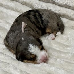 Solstice - Merle female Bernedoodle puppy in Janesville, Wisconsin from Zakadoodles