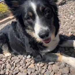 Australian Shepherds from D 1/2 s Ranch