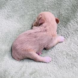 Girl 5 - Wheaten female Miniature Schnauzer puppy in San Augustine, Texas from My Little Schnauzer Pals