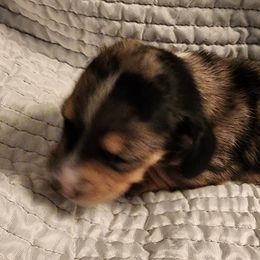 Dachshunds from Kristy's Dachshunds