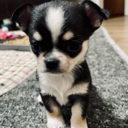 Chihuahua Puppies from Bravo Chihuahuas