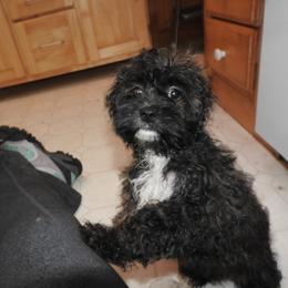 Mopsy - Brown and white female Shichon puppy in Kettle Falls, Washington from Smallstar Puppys