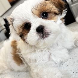 Mal-Shi Puppies from Malshipoos