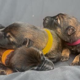 Yellow Collar - Sable female German Shepherd puppy in Prospect, Connecticut from Di Massimo Canile