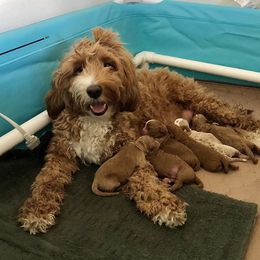Goldendoodle Puppies from Howard House of Paws