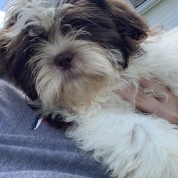 Shih Tzu and Shorkie Puppies from Kennel in the valley