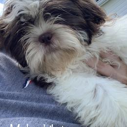 Shih Tzu and Shorkie Puppies from Kennel in the valley