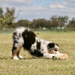 Australian Shepherd Puppies from Integrity Australian Shepherds
