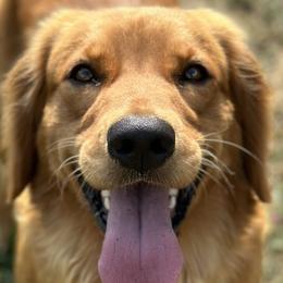 Goldendoodles and Golden Retrievers from Deer Creek Goldens of WV