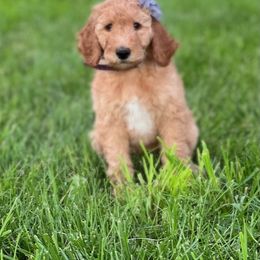Goldendoodle and Poodle Puppies from Funny Farm Poodles & Doodles