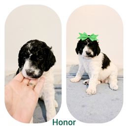 Poodle Puppies from Paw Print Poodles