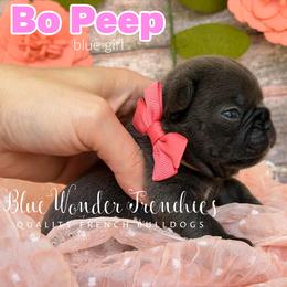 Bo Peep - Blue female French Bulldog puppy in Loxahatchee, Florida from Blue Wonder Frenchies