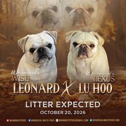 Boy 1 - White male Pug puppy in Cleveland, Ohio from Whimsical White Pugs - Quality Comes First! We offer Flight Nanny Services for Additional Fee.
