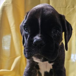Yelow Brindle Male - Brindle male Boxer puppy in Faribault, Minnesota from Laelaps Boxers