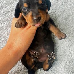 Dachshund Puppies from Carranza Puppy Farm