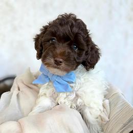 Beacon - Parti male Goldendoodle puppy in Holly Springs, Georgia from Libby Lou’s Goldendoodles