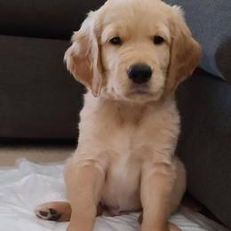 Golden Retriever Puppies from Southern Golden Retrievers