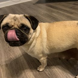 Bubbles - Pug