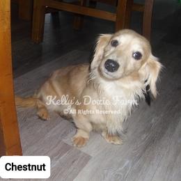 Chestnut - Dachshund