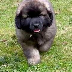 Leonberger Puppies from Tir na nOg Leonbergers