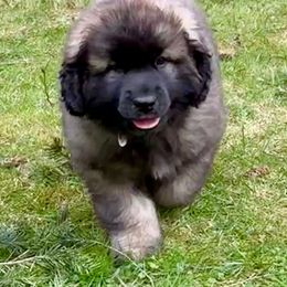Leonberger Puppies from Tir na nOg Leonbergers