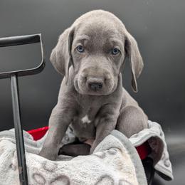 Def Leppard - Blue male Weimaraner puppy in Evart, Michigan from Drehbar Weimaraners