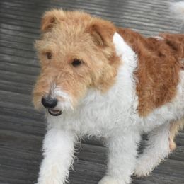Wire Fox Terriers from Shady Oaks WFT