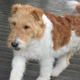 Wire Fox Terriers from Shady Oaks WFT