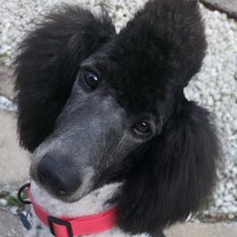 Poodles from Patriot Noble Paws