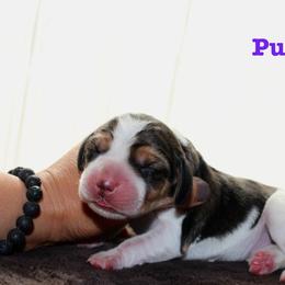 Purple Girl - Black tan and white female Beagle puppy in Grantsville, Maryland from Fable & Fern Beagles