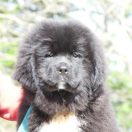 Koala - Black female Newfoundland puppy in Dalton, Ohio from Newfforu