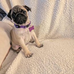 Pug Puppies from Lisa's Pugalicious Pugs